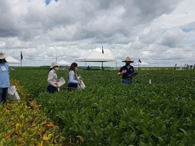 Pesquisadores partilham no campo resultados de pesquisas sobre doenças, pragas e plantas daninhas na sojicultura - Foto: Divulgação