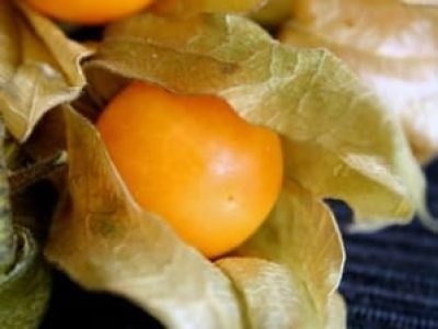 Physalis - Crédito Internet (1)