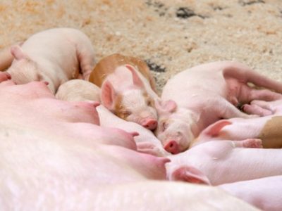Piglet-NV-00777. (Telefone)