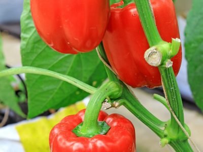 Pimentão - Crédito: Shutterstock