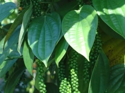 Pimenteira Bragantina - Crédito Wellington Secundino