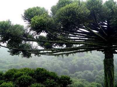 Pinhão - Crédito Marco Lucini