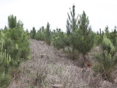 Pinus - Crédito Ana Maria Diniz