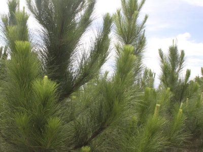 Pinus - Fotos: Ana Maria Diniz