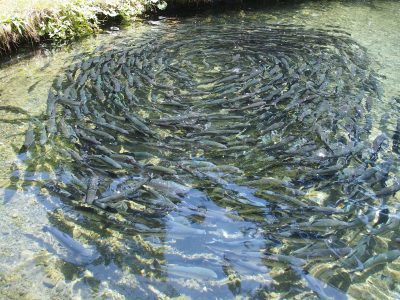 Tanque de peixes - Amanajé Comunicação
