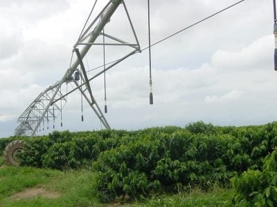 Pivô central em café - Crédito André Fernandes