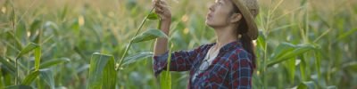 asian woman farmer with digital tablet in corn field, Beautiful