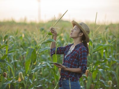 asian woman farmer with digital tablet in corn field, Beautiful morning sunrise over the corn field. green corn field in agricultural garden and light shines sunset in the evening Mountain background