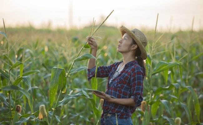 asian woman farmer with digital tablet in corn field, Beautiful