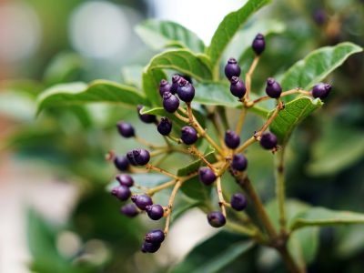 Planta frutífera cultivada em vaso com frutos maduros em ambiente residencial
