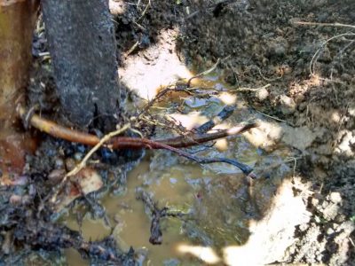 Planta sem Radicelas