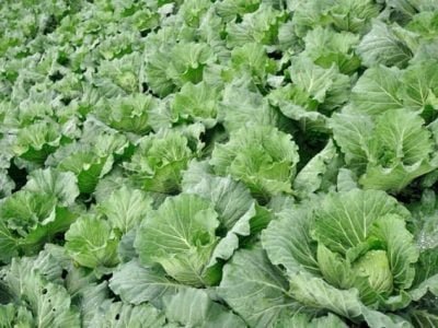 Plantação de couve-flor - Crédito Shutterstock