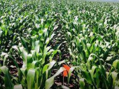 Plantação-de-milho_Fertiláqua