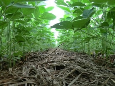 Plantas-jovens-absorvem-o-boro-com-maior-eficiência-do-que-as-mais-velhas-Crédito-Álisson-Vanin