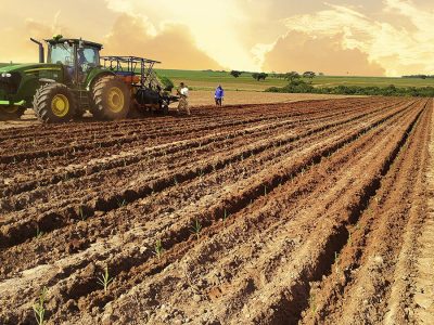 Plantio - Foto: Divulgação