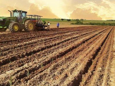 Plantio - Foto: Divulgação