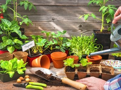 Plantio - Foto: Divulgação