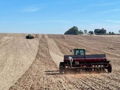 Lavoura de trigo no RS com sinais de abandono e baixa tecnificação