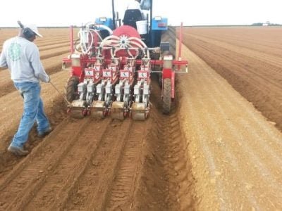 Plantio de cenoura - Crédito Marcelo Takeshi Matsubara (2)