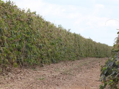 Podas-81-Crédito-Luize-Hess-07-2019