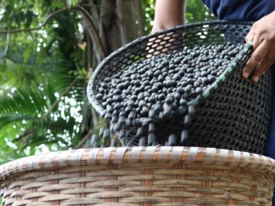 Polpanorte.-Credito-Divulgacao