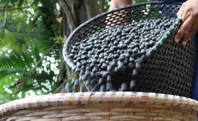 Polpanorte.-Credito-Divulgacao