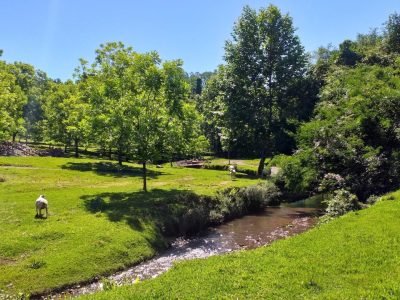Pomar - Crédito IBPecan Divulgação (Grande)