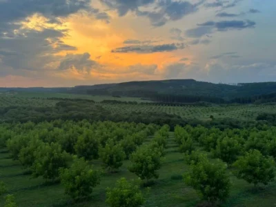 Pomar Noz Pecã – Crédito Pecanera Brasil Divulgação (Pequeno) Pomar de noz-pecã em Cachoeira do Sul durante o Enapecan 2025