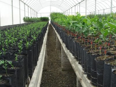 Porta-enxerto - Crédito Van Der Hoeven