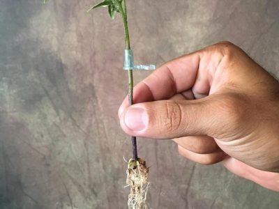 Porta enxerto - Créditos: Divulgação Basf