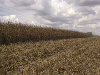 Safrinha - Crédito: Jorge Verde