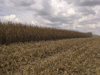 Safrinha - Crédito: Jorge Verde