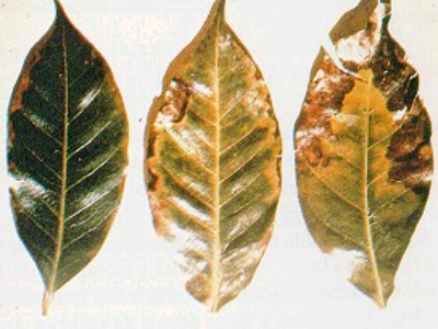 Potássio K - cafezal - Crédito Enilson de Barros Silva