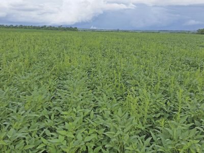 Crédito Alfredo Junior Paiola Albrecht