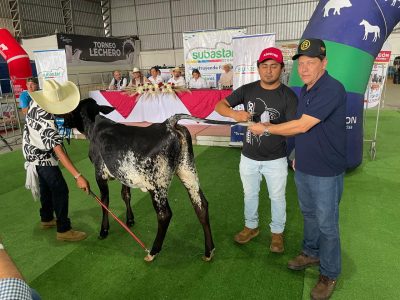 Primeira coleta de material genético de Girolando no Equador / Divulgação