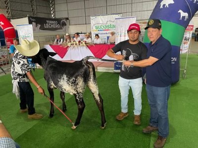 Primeira coleta de material genético de Girolando no Equador / Divulgação