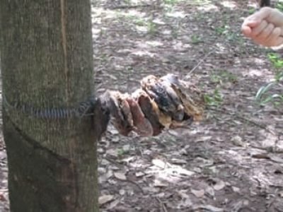 Produção de Borracha Natural - Crédito Juliano Q. Silva