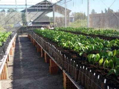 Produção de muda de seringueira em viveira suspenso - Crédito Arlindo Pinheiro da Silveira