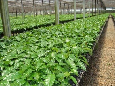 Produção-de-mudas-de-café-em-tubete-Crédito-MaurÃ­cio-Nasser