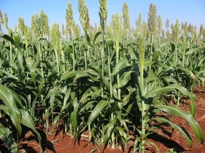 Produção de sorgo é alternativa viável no período de poucas chuvas - Crédito Ana Maria Diniz
