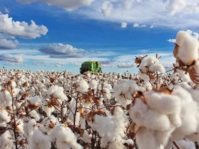 Programa fitossanitário da Bahia - Foto Divulgação