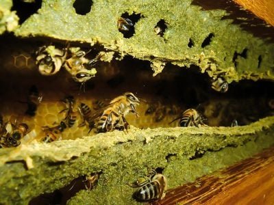 Propriedade medicinal do própolis desperta interesse de cientistas