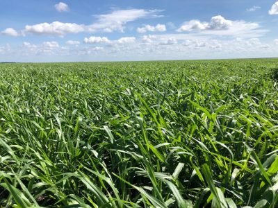 Propriedade que fica localizada no município de Uruçuí, no Piauí utiliza as sementes Advanced da Soesp e tem implemento de até 10 sacas de soja por hectare