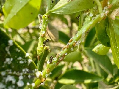 Psilídeo-dos-citros_Crédito SmartMip Crédito SmartMip