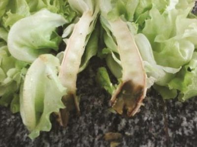 Pythium-em-alface-autor