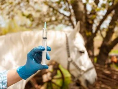 A young beautiful female vet inspects a white horse. Love, medicine, pet care, trust, happiness, health. A girl vaccinates a horse. syringe, vaccine, disease protection blurred