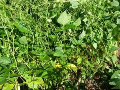 Quando não controladas adequadamente, as plantas daninhas ), dificultam a operação de colheita a depreciam - Crédito Leonardo Oliveira