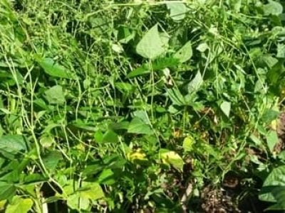 Quando não controladas adequadamente, as plantas daninhas ), dificultam a operação de colheita a depreciam - Crédito Leonardo Oliveira