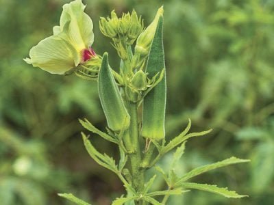 Quiabo - Crédito: Shutterstock