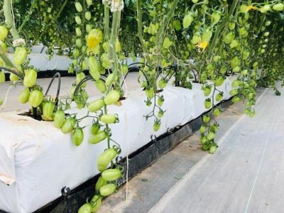 Ráfia de solo - Crédito: Agrocultivo